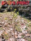 ZPM Vol. 41 No. 6 (2026): June